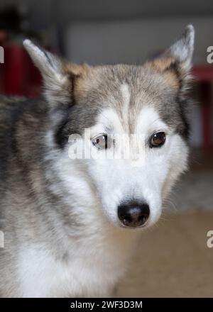 Husky Banque D'Images