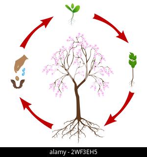 Cycle de vie de l'arbre de sakura sur un fond blanc. Illustration de Vecteur