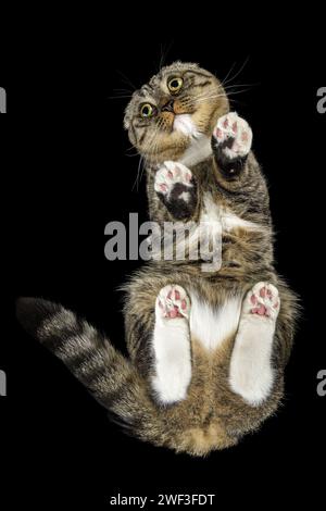 Un chat tabby, photographié d'en bas, regarde l'appareil photo avec un joli regard suppliant avec de grands yeux. La tache blanche en forme de cœur sur le ventre du chat est clea Banque D'Images
