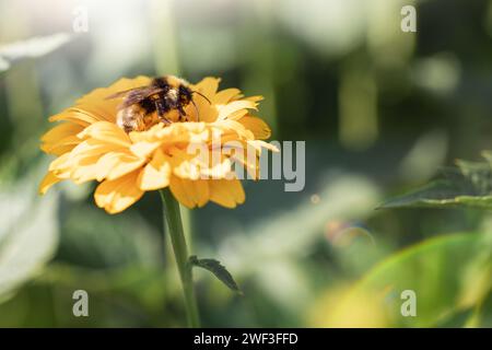 Abeille et fleur. Gros plan d'une grande abeille rayée collectant du pollen sur une fleur jaune par une journée ensoleillée. Photographie macro horizontale. Banque D'Images