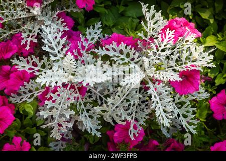 Poussière d'argent, Senecio cineraria. Macro avec fond vert foncé de feuilles. Banque D'Images