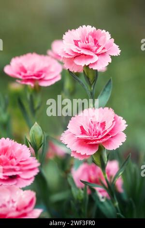 Carnation Shabo Dianthus caryophyllus var. schabaud. Fond de fleur naturelle. Mise au point sélective, photo verticale. Banque D'Images