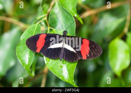 Heliconius erato papillon sur une feuille Banque D'Images