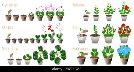 Ensemble de cycles de croissance de plantes d'intérieur sur un fond blanc. Illustration de Vecteur