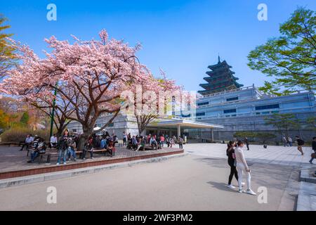 SÉOUL - 10 AVRIL 2016 : Palais Gyeongbokgung avec cerisier en fleurs au printemps dans la ville de séoul de kore, le 10 avril 2016 à Séoul, Corée du Sud. Banque D'Images