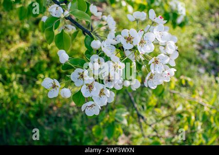 La beauté de la nature printanière - branche de poire fleurie ornée de fleurs blanches délicates. La vue rapprochée d'une petite abeille sur les pétales. Banque D'Images