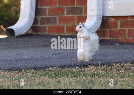 Un écureuil blanc debout sur les pattes arrière au sol. Banque D'Images