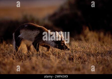 Renard arctique, Alopex lagopus, dans la plaine côtière de 1002 de la réserve naturelle nationale arctique, Alaska Banque D'Images