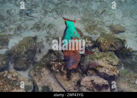 J'ai rencontré ce magnifique perroquet arc-en-ciel lors de la plongée en apnée aux Bermudes Banque D'Images