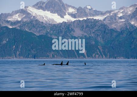 Épaulards (orques), Orcinus orca, pod dans le parc national des Fjords de Kenai et le sanctuaire marin national des îles Chiswell, centre-sud de l'Alaska Banque D'Images