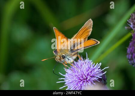 Un grand papillon skipper repose comme un minuscule avion à réaction sur une fleur de chardon violet, sirotant du nectar pour alimenter son prochain vol. Tunstall, Sunderland. Banque D'Images