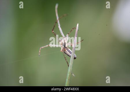 Une araignée (peut-être un weaver à longues mâchoires, Tetragnatha sp) patrouillant le long d'une tige d'herbe. Photographié à Tunstall Hills, Sunderland, Royaume-Uni Banque D'Images