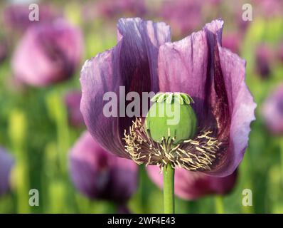 Détail de la fleur de pavot à opium, en latin papaver somniferum, le pavot à fleurs de couleur violet foncé est cultivé en République tchèque pour l'industrie alimentaire Banque D'Images