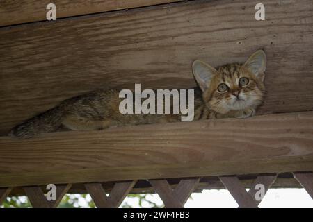 un petit chaton se cachant d'un chien sur une planche de bois Banque D'Images