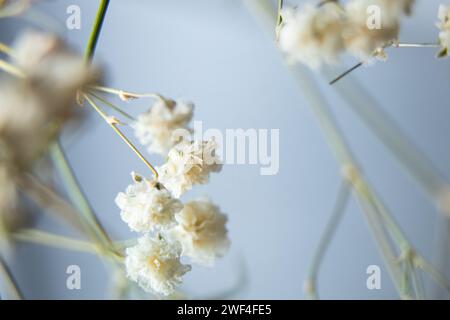 Branche avec de petites fleurs sèches blanches sur le fond d'un miroir, photo macro, fond floral Banque D'Images