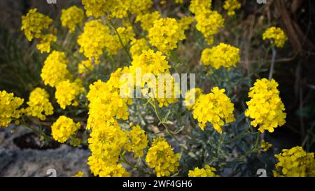 Or de montagne, plante Alyssum montanum en fleurs avec des fleurs jaunes vives, en Croatie Banque D'Images