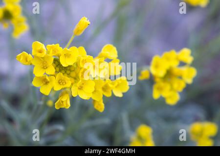 Or de montagne, plante Alyssum montanum en fleurs avec des fleurs jaunes vives, en Croatie Banque D'Images