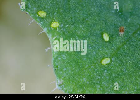 Œufs de la teigne diamondback (Plutella xylostella), parfois appelée teigne du chou sur une feuille de colza. Aussi visible de l'araignée rouge (Tetranychus) Banque D'Images