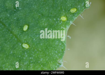 Œufs de la teigne diamondback (Plutella xylostella), parfois appelée teigne du chou sur une feuille de colza. Banque D'Images