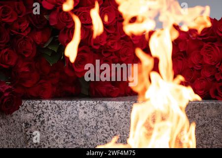 Fleurs déposées à la flamme éternelle en mémoire des victimes du siège de Leningrad au cimetière commémoratif de Piskarevskoye à Saint-Pétersbourg. St. Pétersbourg célèbre une date historique importante, 80 ans depuis la libération complète de Leningrad du blocus fasciste. Banque D'Images