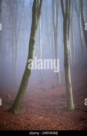 Une forêt brumeuse d'automne magique au milieu de l'Europe Banque D'Images