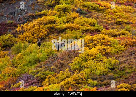 Orignal avec orignal de vache dans la nature sauvage à l'automne Alaska Banque D'Images