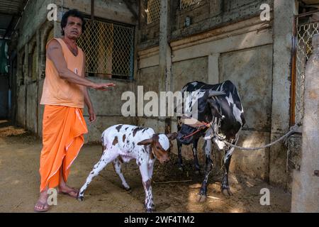 Pune, Inde - 27 janvier 2024 : un moine hindou s'occupant de vaches dans une rue de Pune, en Inde. Banque D'Images