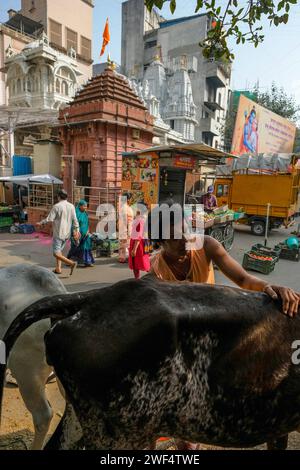 Pune, Inde - 27 janvier 2024 : un moine hindou s'occupant de vaches dans une rue de Pune, en Inde. Banque D'Images