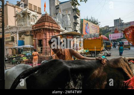 Pune, Inde - 27 janvier 2024 : un moine hindou s'occupant de vaches dans une rue de Pune, en Inde. Banque D'Images