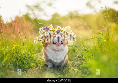 mignon chien corgi dans une cage de fleurs sauvages assis sur une prairie ensoleillée d'été Banque D'Images