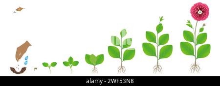 Cycle de croissance du pétunia isolé sur fond blanc. Illustration de Vecteur