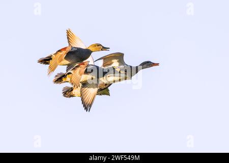 Un groupe de Gadwalls mâles volants de gauche à droite, Mareca strepera, rapprochés en vol rapide dans la lumière chaude du soleil du matin sur fond Banque D'Images