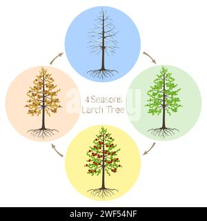 Arbre de mélèze dahurian gmelin de quatre saisons sur un fond blanc. Illustration de Vecteur