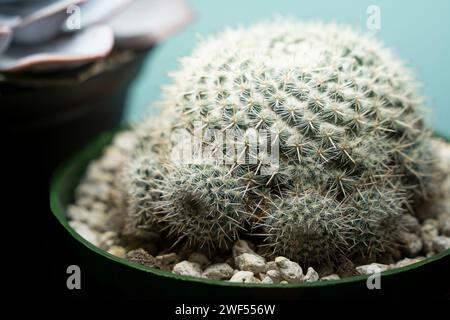 Cactus à épines jumelées, également connu sous le nom de mammillaria geminispina, sous une lumière vive Banque D'Images