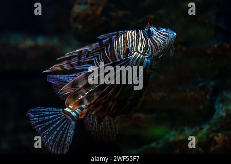 La luciole du diable gros plan photo dans l'aquarium. Banque D'Images