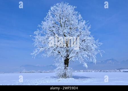 Seul arbre couvert de neige dans le champ de Sorško Polje et un village en arrière-plan à Gorenjska, Slovénie Banque D'Images