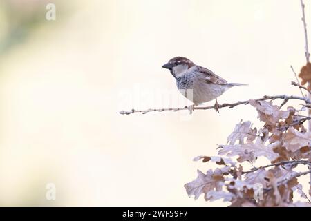 Le Moineau italien (passer italiae), également connu sous le nom de Moineau cisalpin, est un oiseau passine, oiseau typique de l'avifaune italienne Banque D'Images