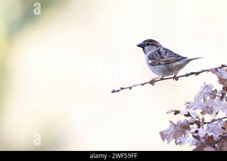 Le Moineau italien (passer italiae), également connu sous le nom de Moineau cisalpin, est un oiseau passine, oiseau typique de l'avifaune italienne Banque D'Images