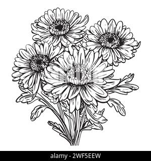 Fleurs d'Aster dans le style d'art de ligne. Illustration de ligne noire et blanche de fleurs de Marguerite sur un fond blanc. Fleur vectorielle isolée sur blanc. Osteospermum ou marguerites africaines. Illustration de Vecteur