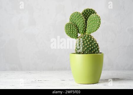 Cactus opuntia aux poires de Barbarie dans un pot vert sur une table blanche. Copier l'espace pour le texte. Banque D'Images