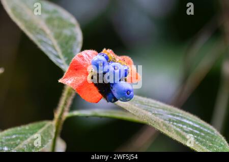 Palicourea tomentosa ou Psychotria poeppigiana, buisson douloureux aux fruits à Laguna Del Lagarto Lodge, Costa Rica Banque D'Images