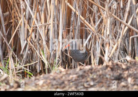 Rail d'eau (Rallus aquaticus) parmi les roseaux. Oiseau aquatique rouge et long bec. Banque D'Images