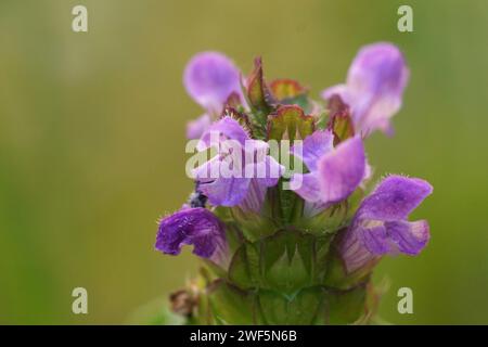 Gros plan naturel de la fleur violette de Prunella vulgaris ou auto-cicatrisation commune sur un fond vert flou Banque D'Images