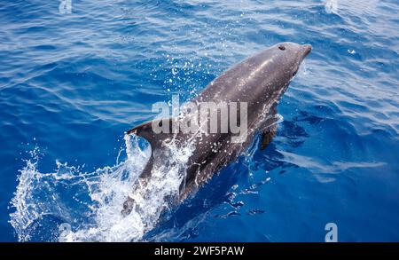 Avec son blowhole grand ouvert, soufflant dans une bouffée d'air frais, un grand dauphin Indo-Pacifique, Tursiops aduncus, saute hors de l'océan au large du de Banque D'Images