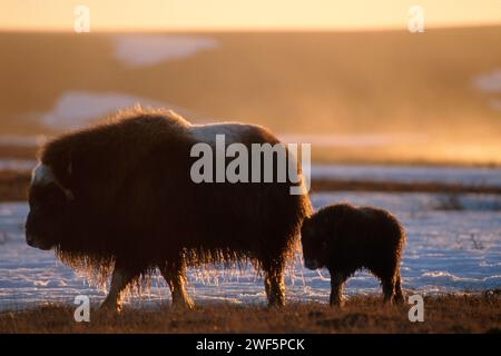 Bœuf musqué, Ovibos moschatus, vache avec veau sur la plaine côtière de l'Arctique central, versant nord de la chaîne Brooks, Alaska, printemps, bœuf musqué, nouveau-né, veau, vache, tu Banque D'Images