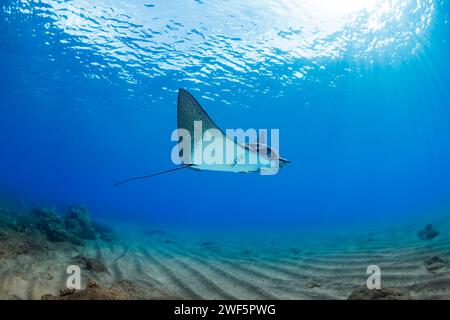 Les raies aigle tachetées, Aetobatis narinari, atteignent plus de six pieds en envergure et sont liées aux requins. Hawaï. Banque D'Images