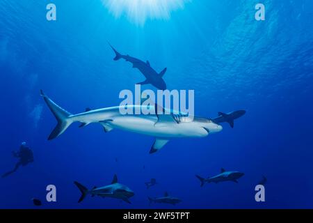 Requins gris de récif, Carcharhinus amblyrhynchos, et un plongeur au large de l'île de Yap, Micronésie. Banque D'Images