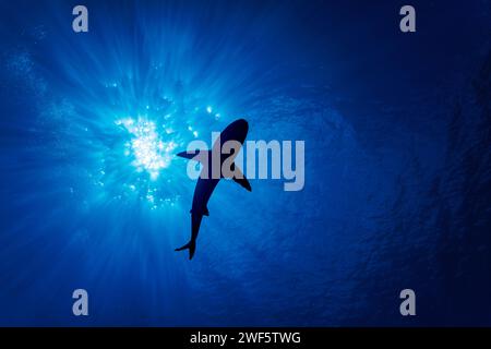 La silhouette d'un requin de récif gris, Carcharhinus amblyrhynchos, avec le soleil qui brille à travers la surface au-dessus d'un récif au large de l'île de Yap, mi Banque D'Images