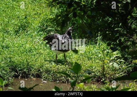 Oiseau crier à cornes (Anhima cornuta) Banque D'Images