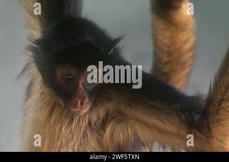 Singe araignée à ventre blanc (Ateles belzebuth) Banque D'Images